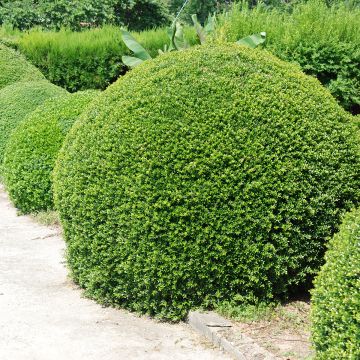 Japanische Stechpalme Dark Green - Ilex crenata