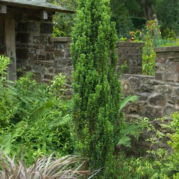 Japanische Stechpalme Fastigiata - Ilex crenata