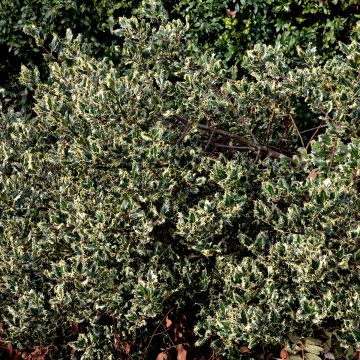 Weißbunte Stechpalme Argenteomarginata - Ilex aquifolium