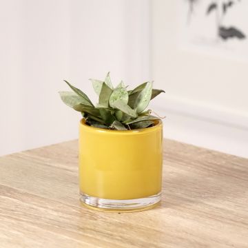 Hoya Eskimo - Porzellanblume