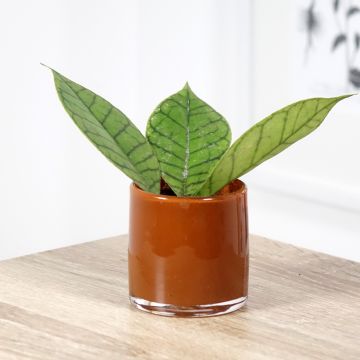 Hoya callistophylla - Porzellanblume