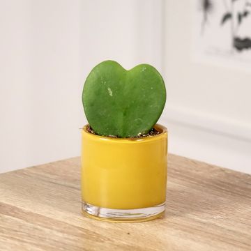 Hoya kerrii - Herzblatt-Pflanze