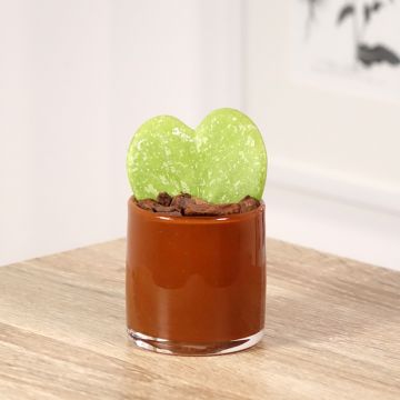 Hoya kerrii Splash - Herzblatt-Pflanze