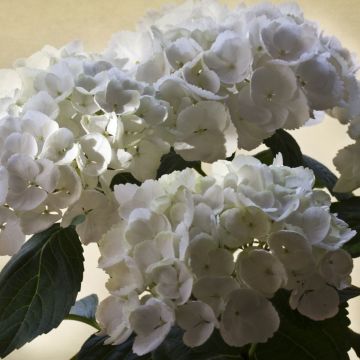 Hortensia - Hydrangea macrophylla Magical Pearl