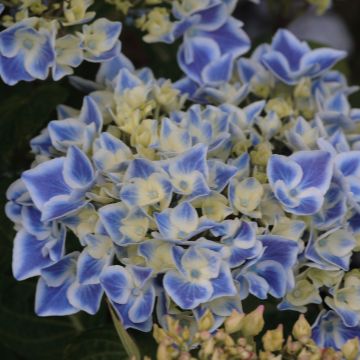 Hydrangea macrophylla Lady Fujiyo - Bauernhortensie