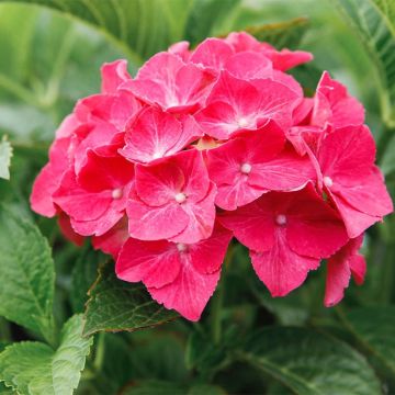 Hydrangea macrophylla Alpenglühen - Bauernhortensie