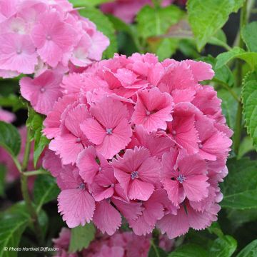 Hydrangea macrophylla Dolce Farfalle - Bauernhortensie