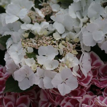 Hortensia - Hydrangea macrophylla Elegance