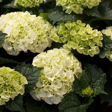 Hydrangea macrophylla Wudu - Bauernhortensie