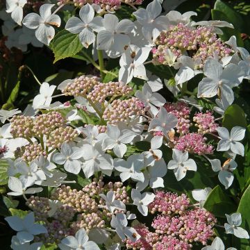 Rispenhortensie Confetti - Hydrangea paniculata