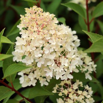 Rispenhortensie Coussine (Petite Flori) - Hydrangea paniculata