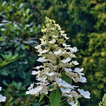 Rispenhortensie Levana - Hydrangea paniculata