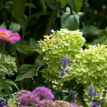 Rispenhortensie Little Lime - Hydrangea paniculata
