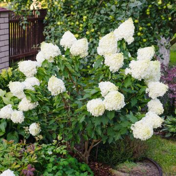 Rispenhortensie Polar Bear - Hydrangea paniculata