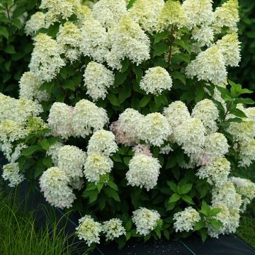 Rispenhortensie Quick Fire Fab - Hydrangea paniculata