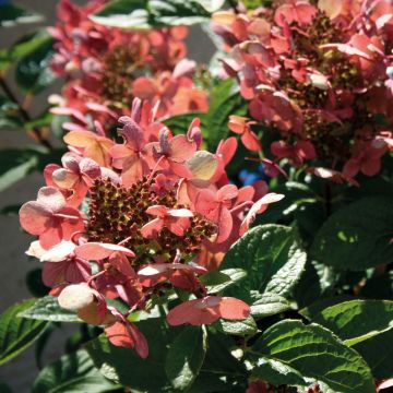 Rispenhortensie Sparkling - Hydrangea paniculata