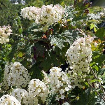 Eichenblatt-Hortensie Applause - Hydrangea quercifolia
