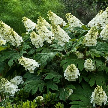 Eichenblatt-Hortensie Jetstream - Hydrangea quercifolia