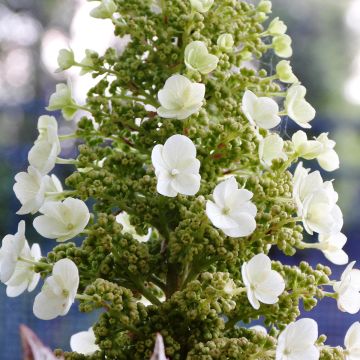 Eichenblatt-Hortensie Munchkin - Hydrangea quercifolia