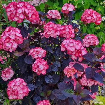 Hydrangea macrophylla x serrata Black Velvet Darbi - Bauernhortensie