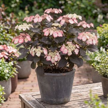 Hydrangea serrata Choco White - Tellerhortensie