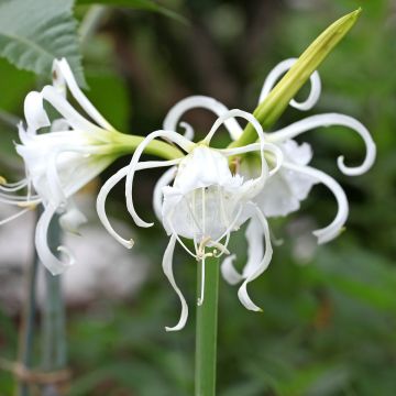 Hymenocallis festalis Zwanenburg - Schönhäutchen
