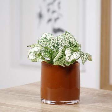 Hypoestes phyllostachya White - Hüllenklaue