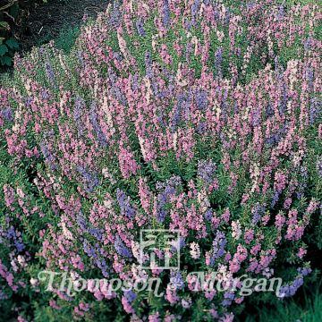 Ysop Tricolour Mixed - Hyssopus officinalis