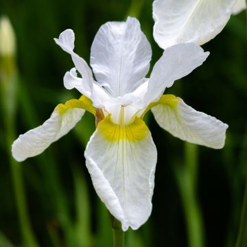 Iris sibirica Tipped in Blue - Iris de Sibérie