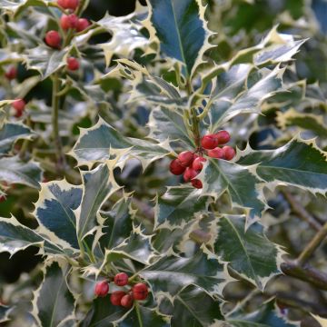 Weißbunte Stechpalme Silver Queen - Ilex aquifolium