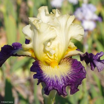 Iris Italiques - Schwertlilie