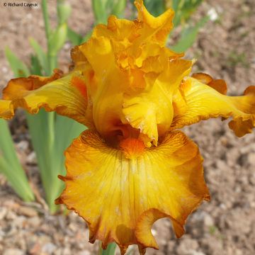 Iris Souffle Chaud - Schwertlilie