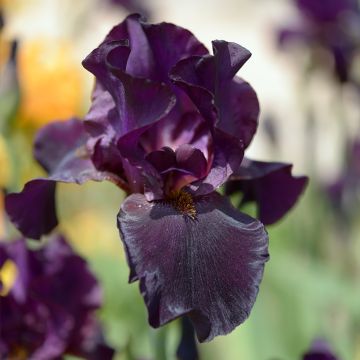 Iris Old Black Magic - Schwertlilie