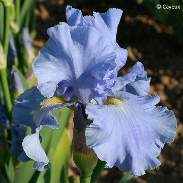 Iris Aigue Marine - Schwertlilie