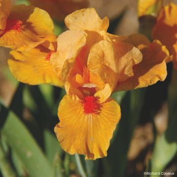 Iris Allumez le Feu - Schwertlilie