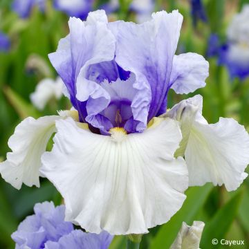 Iris germanica Alpenview - Schwertlilie