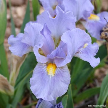 Iris Amateur - Schwertlilie