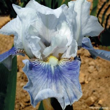 Iris Antarctique - Schwertlilie