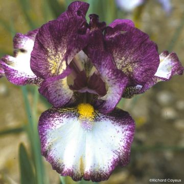 Iris Baie Rose - Schwertlilie
