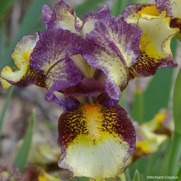 Iris Banded Tiger - Schwertlilie