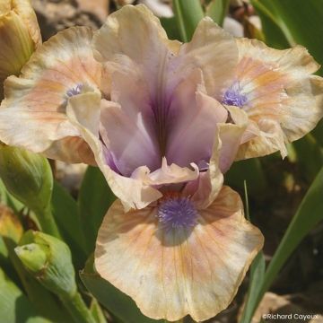 Iris Be My Angel - SchwertlilieIris Banded Tiger - Schwertlilie