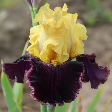 Iris Beauté De Sologne - Schwertlilie