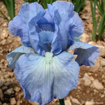 Iris Bel Azur - Schwertlilie