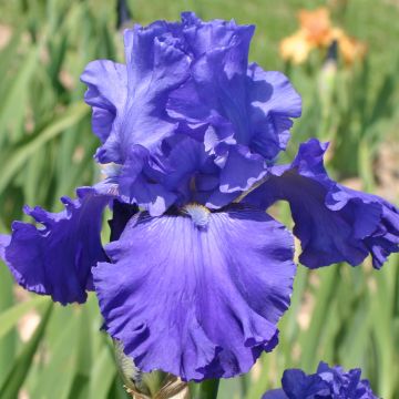Iris germanica Blenheim Royal - Ship Shape - Iris des Jardins