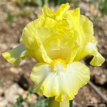 Iris lissful - Schwertlilie