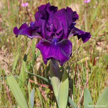 Iris Bourgeois - Schwertlilie