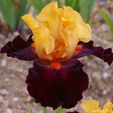 Iris Brilliant Disguise - Schwertlilie