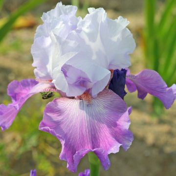Iris germanica Carl and Sissy