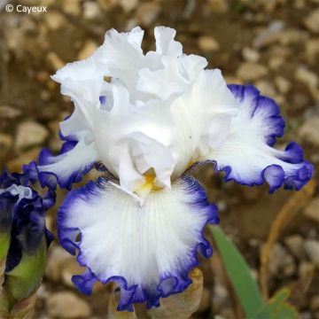 Iris germanica Cartouche - Schwertlilie