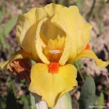 Iris circus Dragon - Schwertlilie